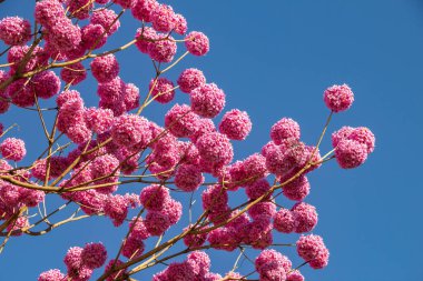 Arka planda mavi bir gökyüzü olan çiçekli mor bir sarmaşık. Handroanthus impetiginosus.
