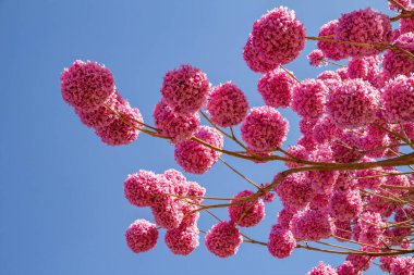 Arka planda mavi bir gökyüzü olan çiçekli mor bir sarmaşık. Handroanthus impetiginosus.