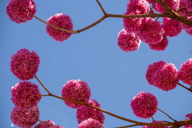 Arka planda mavi bir gökyüzü olan çiçekli mor bir sarmaşık. Handroanthus impetiginosus.