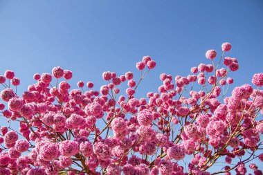 Arka planda mavi bir gökyüzü olan çiçekli mor bir sarmaşık. Handroanthus impetiginosus.