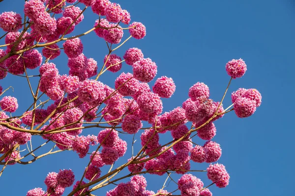 Arka planda mavi bir gökyüzü olan çiçekli mor bir sarmaşık. Handroanthus impetiginosus.