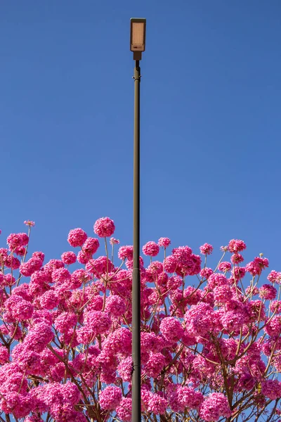 Pouliční Lampa Vedle Květin Stromě Modrou Oblohou Pozadí — Stock fotografie
