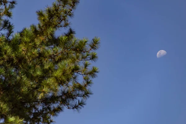 Některé Větve Stromů Měsícem Modrou Oblohou Pozadí Mezera Pro Text — Stock fotografie