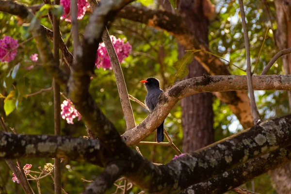 Oiseau Appelé Nunbird Front Noir Reposant Sur Une Branche Ipe — Photo