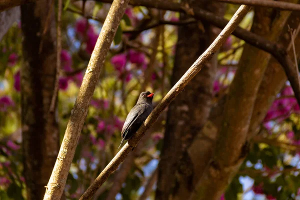 Oiseau Appelé Nunbird Front Noir Reposant Sur Une Branche Ipe — Photo