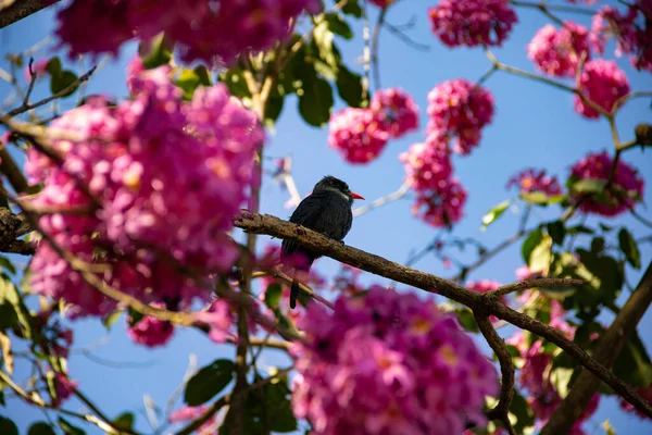 Ptak Zwany Czarnodziobym Nunbirdem Spoczywający Kwitnącej Różowej Gałązce Małpy Chora — Zdjęcie stockowe