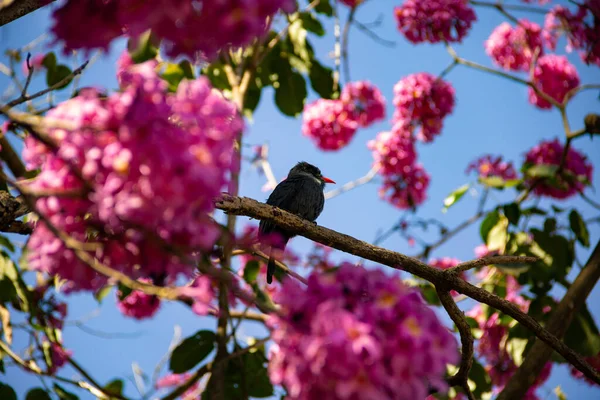 Ein Vogel Namens Black Fronted Nunbird Der Auf Einem Blühenden — Stockfoto