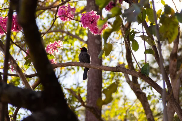 ブラックフロント ナンバードと呼ばれる鳥は 開花するピンク色のパイプの枝に休んでいます Chora Chuva Preto モナサ ニグリフロン — ストック写真