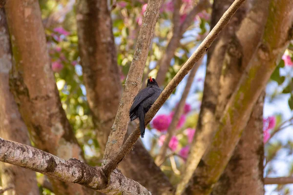 Egy Fekete Orrú Nunbird Nevű Madár Pihen Egy Virágzó Rózsaszín — Stock Fotó