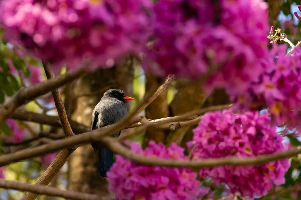 Uccello Chiamato Nunbird Dalla Fronte Nera Appoggiato Ramo Ipe Rosa — Foto Stock