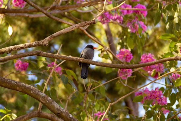 Pájaro Llamado Nunbird Frente Negra Descansando Sobre Una Rama Floreciente — Foto de Stock