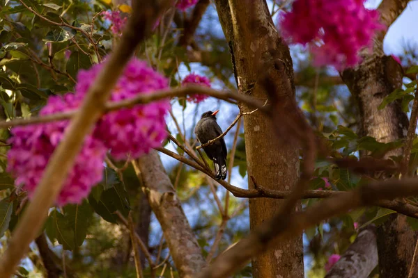 ブラックフロント ナンバードと呼ばれる鳥は 開花するピンク色のパイプの枝に休んでいます Chora Chuva Preto モナサ ニグリフロン — ストック写真