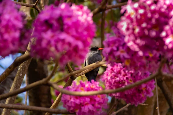 Uccello Chiamato Nunbird Dalla Fronte Nera Appoggiato Ramo Ipe Rosa — Foto Stock