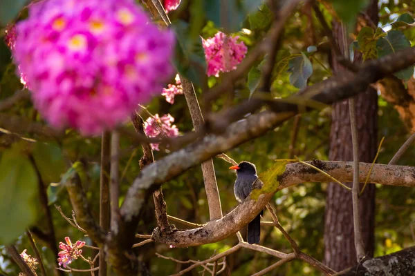 Птах Чорним Лобом Nunbird Спочиває Квітучій Рожевій Гілці Чорна Чува — стокове фото