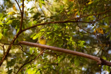 Ağaçkakan ölü bir ağaç gövdesini kesiyor. Melanokloros colaptes. Pica-Pau-Carij. Pica-Pau-Verde-Barrado