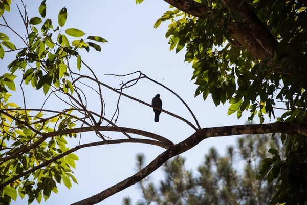 Oiseau Appelé Nunbird Front Noir Reposant Sur Une Branche Arbre — Photo