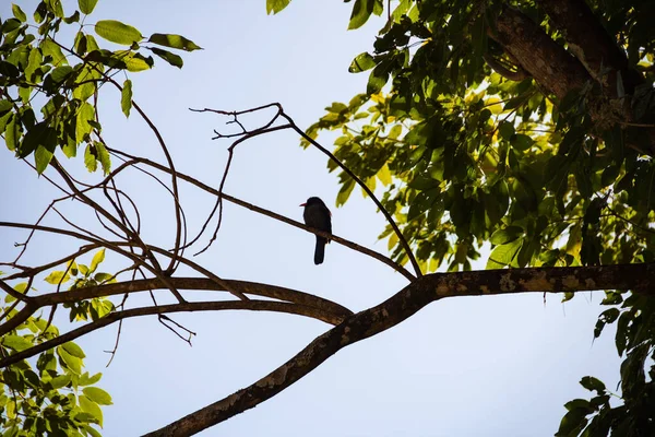 ブラックフロント ナンバードと呼ばれる鳥が木の枝に休んでいる Chora Chuva Preto モナサ ニグリフロン — ストック写真