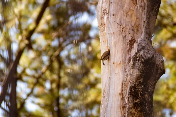 Pájaro Carpintero Cortando Tronco Árbol Muerto Melanocloros Colapsa Pica Pau —  Fotos de Stock