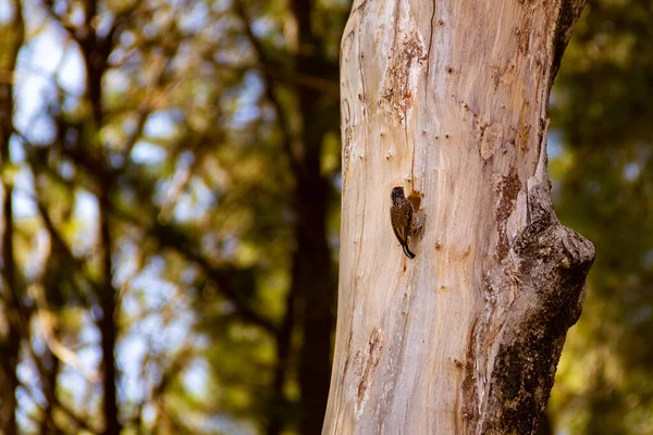 Pájaro Carpintero Cortando Tronco Árbol Muerto Melanocloros Colapsa Pica Pau —  Fotos de Stock