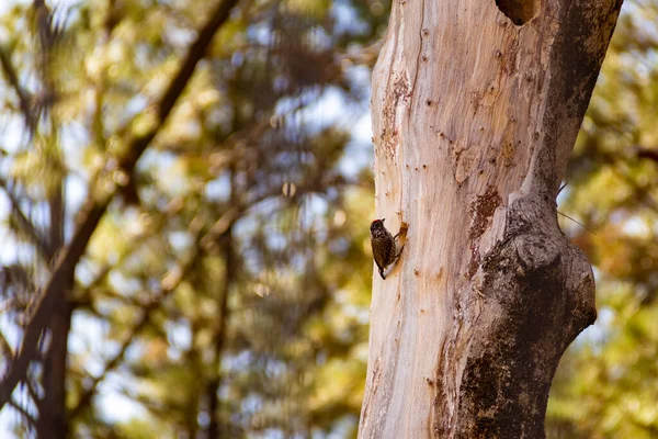 Pájaro Carpintero Cortando Tronco Árbol Muerto Melanocloros Colapsa Pica Pau — Foto de Stock