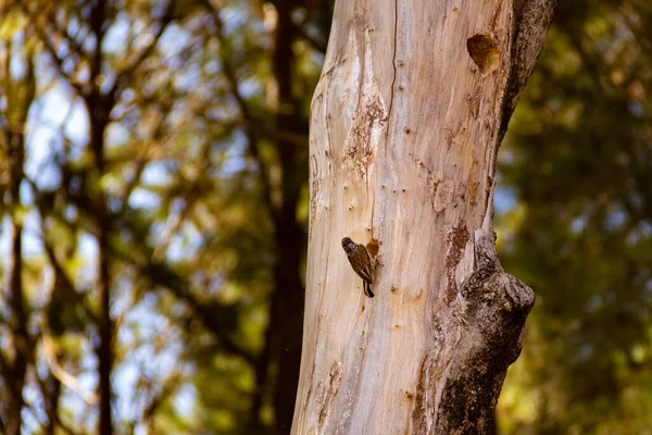 Woodpecker Chopping Dead Tree Trunk Melanochloros Colaptes Pica Pau Carij — Stock Photo, Image