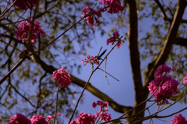 Colibrí Alimentándose Néctar Flores Rosa Ipe Handroanthus Impetiginosus —  Fotos de Stock