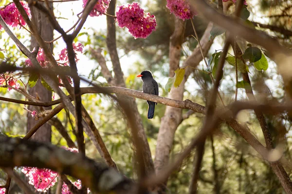 Ein Vogel Namens Black Fronted Nunbird Der Auf Einem Blühenden — Stockfoto