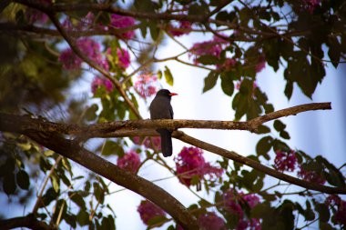 Çiçekli pembe bir sarmaşık dalında dinlenen Kara Önlü Nunbird adında bir kuş. Chora-chuva-preto. (Monasa nigrifronları).