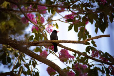 Çiçekli pembe bir sarmaşık dalında dinlenen Kara Önlü Nunbird adında bir kuş. Chora-chuva-preto. (Monasa nigrifronları).