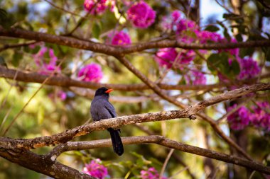 A bird called Black-fronted Nunbird, resting on a flowering pink ipe branch. Chora-chuva-preto. (Monasa nigrifrons) clipart