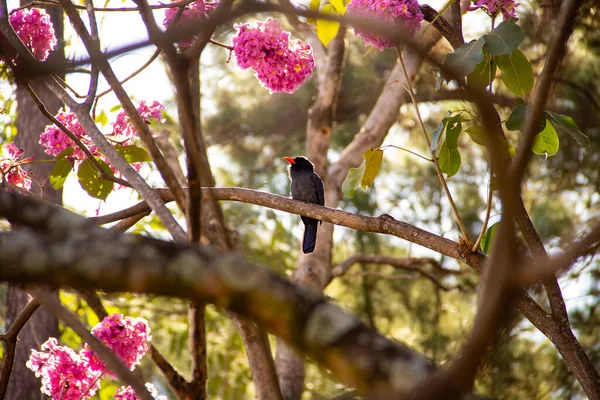 Uccello Chiamato Nunbird Dalla Fronte Nera Appoggiato Ramo Ipe Rosa — Foto Stock