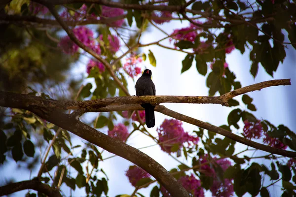 ブラックフロント ナンバードと呼ばれる鳥は 開花するピンク色のパイプの枝に休んでいます Chora Chuva Preto モナサ ニグリフロン — ストック写真