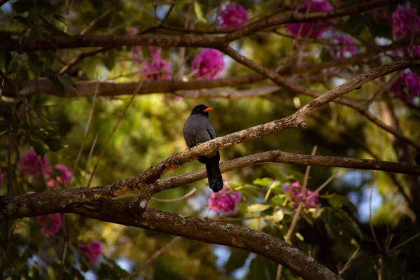 Ein Vogel Namens Black Fronted Nunbird Der Auf Einem Blühenden — Stockfoto