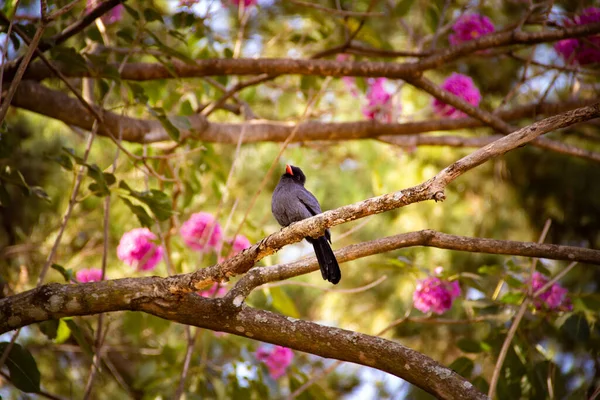 Uccello Chiamato Nunbird Dalla Fronte Nera Appoggiato Ramo Ipe Rosa — Foto Stock