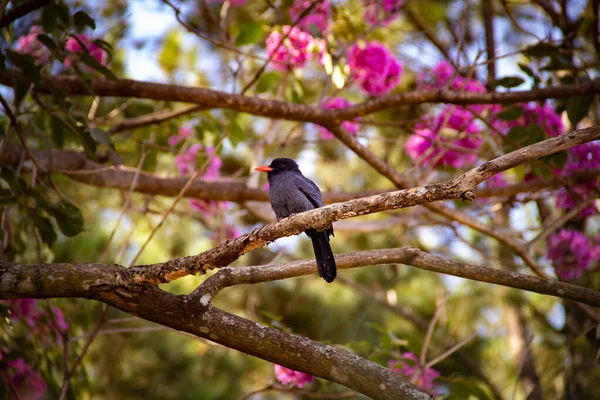 Uccello Chiamato Nunbird Dalla Fronte Nera Appoggiato Ramo Ipe Rosa — Foto Stock