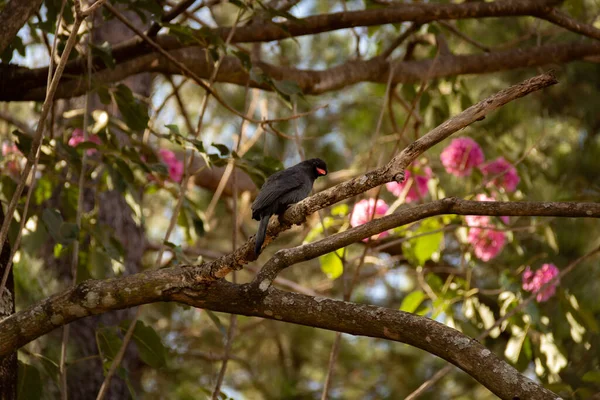 Pájaro Llamado Nunbird Frente Negra Descansando Sobre Una Rama Floreciente — Foto de Stock