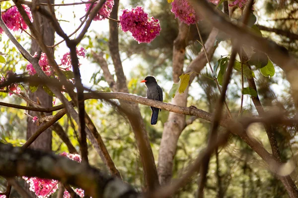 Ein Vogel Namens Black Fronted Nunbird Der Auf Einem Blühenden — Stockfoto