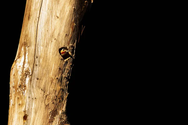 Pájaro Carpintero Dentro Tronco Árbol Muerto Melanocloros Colapsa Pica Pau — Foto de Stock