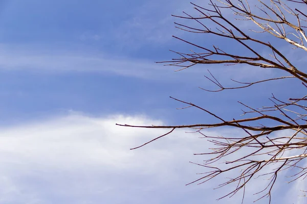 Suché Bez Listí Větve Stromu Modrou Oblohou Pozadí — Stock fotografie