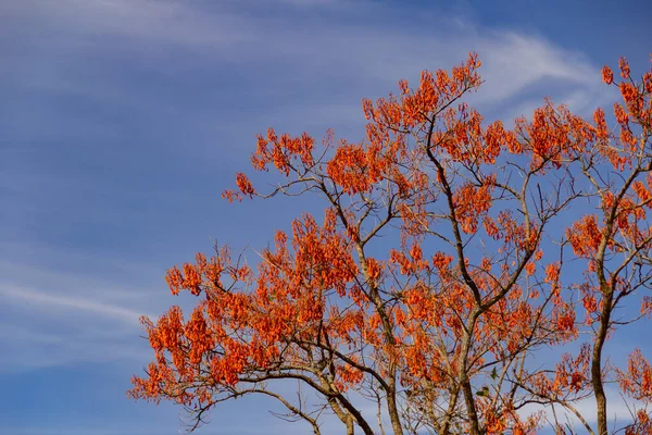 Erythrina Mulungu 在蓝天的背景下开花的穆伦固分枝 — 图库照片