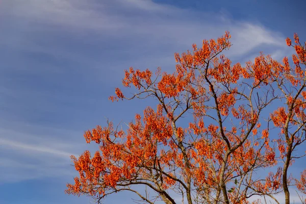 Erythrina Mulungu 在蓝天的背景下开花的穆伦固分枝 — 图库照片