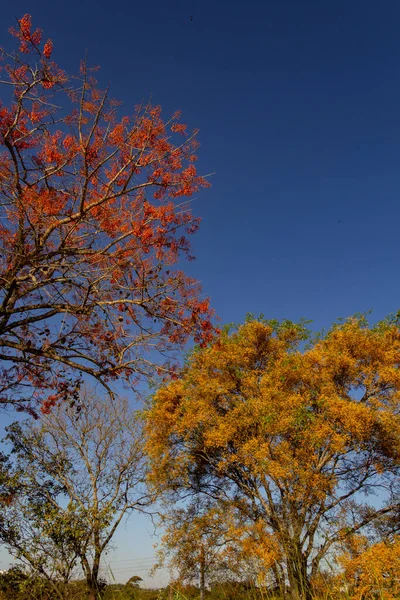 两棵开花的树 Mulungu Erythrina Mulungu Feijo Cru Platymiscalcium Pubescens — 图库照片