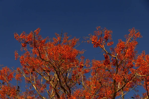 一棵叫穆伦古的树 开满了蓝天 — 图库照片