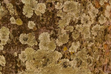 Yaşlı bir ağacın gövdesinin yosunlu doğal kabuğu..