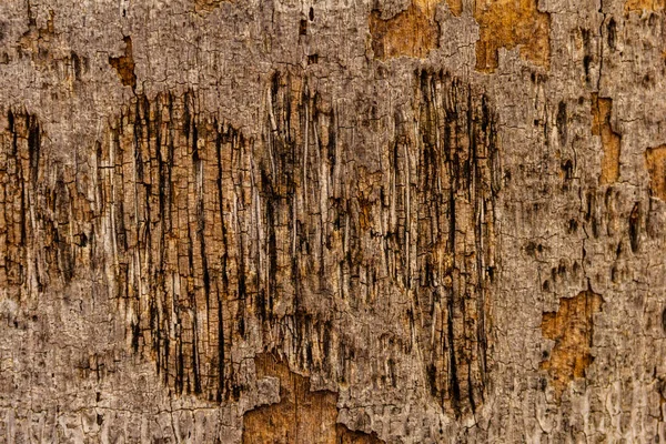 古い木の幹の自然な質感 — ストック写真