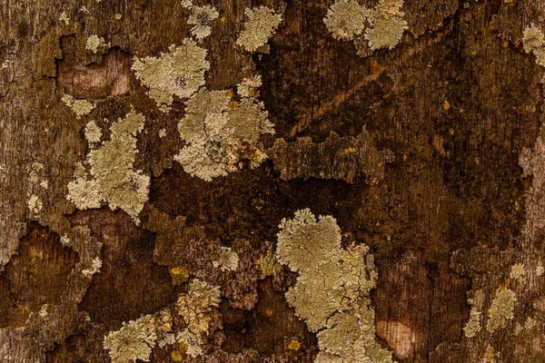 Натуральна Текстура Кори Стовбура Старого Дерева Мохом — стокове фото