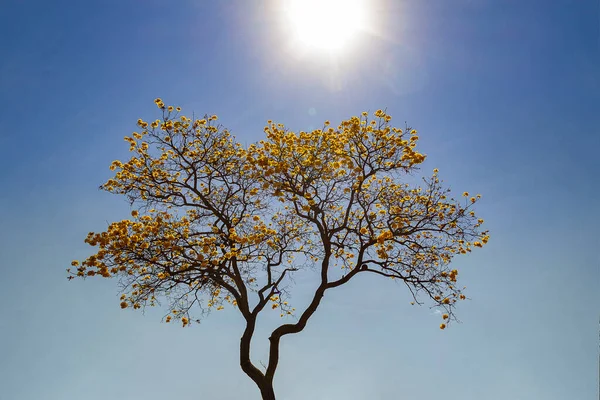 flowery yellow ipe with blue sky and sunshine in the background.