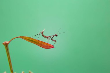 Açık yeşil arka planı olan bir bitkinin üzerinde küçük bir peygamberdevesi..