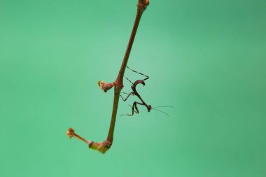 Açık yeşil arka planı olan bir bitkinin üzerinde küçük bir peygamberdevesi..