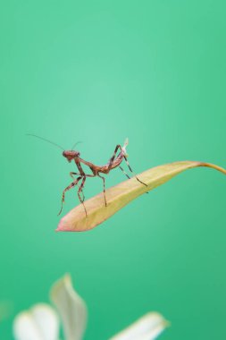 Açık yeşil arka planı olan bir bitkinin üzerinde küçük bir peygamberdevesi..